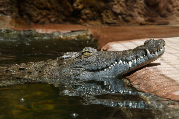 istock Dark skinned green crocodile floating in water 1021685164