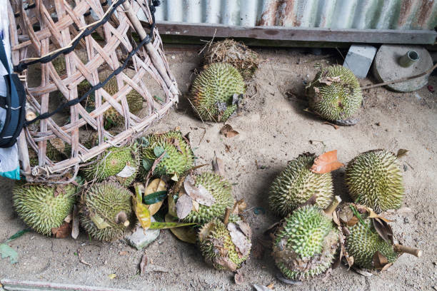 istock Freshly harvested organic durian at durian plantation before sorting 1021685310