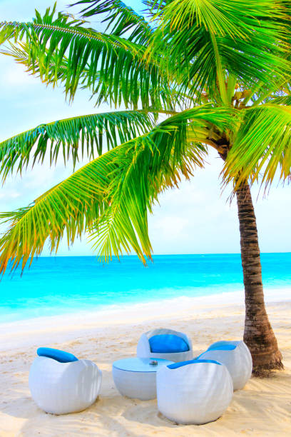 Seating under a palm tree in front of turquoise ocean