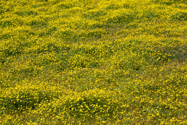istock Yellow flowers in meadow field in spring as a spring textured background 1021685974