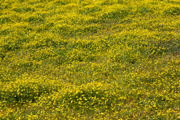 istock Yellow flowers in meadow field in spring as a spring textured background 1021685978