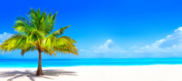 surreal und wunderbare traumstrand mit palmen auf weißem sand und türkisfarbenem meer - aruba stock-fotos und bilder