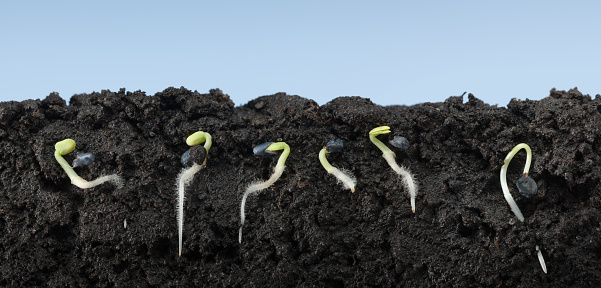 In field sectional view of sweet basil seeds (Ocimum basilicum) in soil with first roots and fibrils, horizontal, over blue sky background
