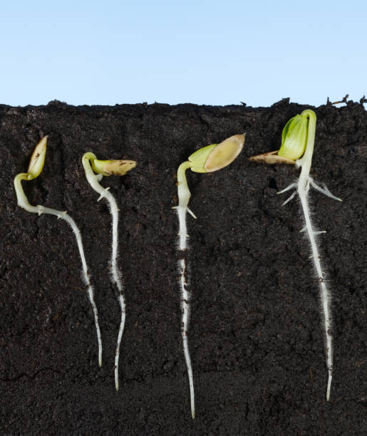 istock Cucumber growing seeds under ground 1021689140