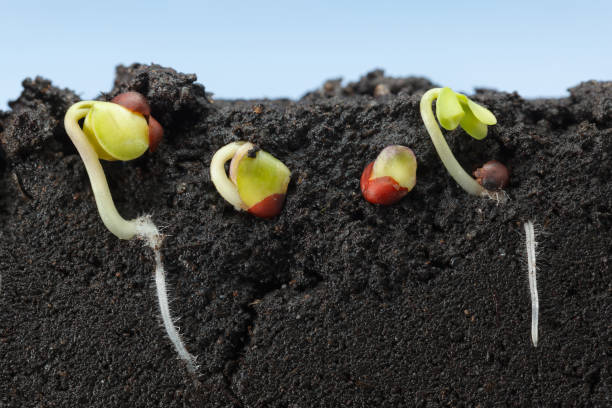 istock Macro of kale growing seeds in field 1021689168