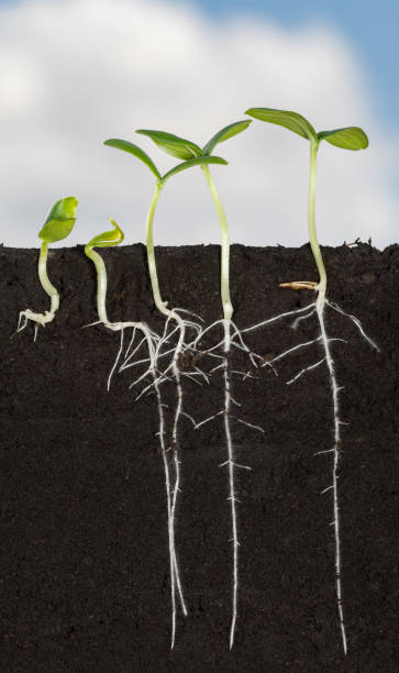 istock Long roots of cucumber sprouts under ground 1021689214