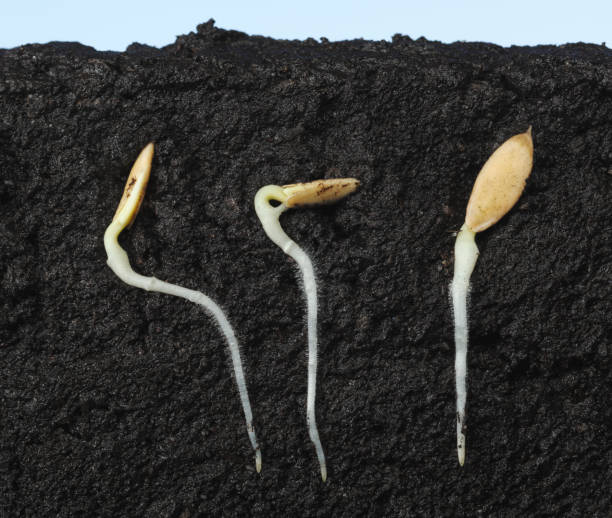 istock Three cucumber seeds growing in ground 1021689250
