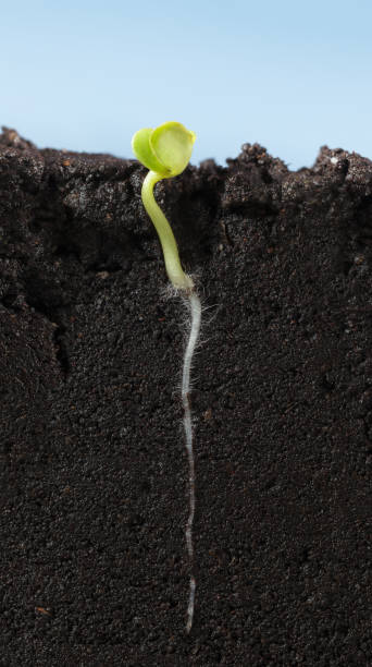 istock Long root of vegetable sprout in soil 1021689314