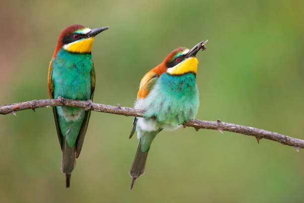 istock Colourful birds - European bee-eater (Merops apiaster) sitting on a stick. 1021694104
