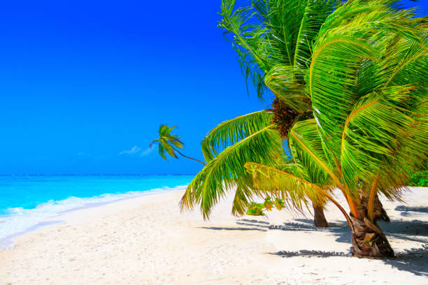 istock Dream beach with palm tree on white sand and turquoise ocean 1021694162