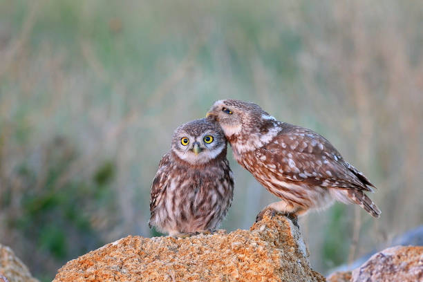 istock The little owl (Athene noctua) with his chick standing on a stone 1021694166