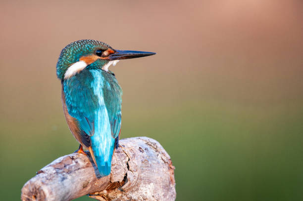 istock Common Kingfisher (Alcedo atthis) sitting on a beautiful background 1021694192