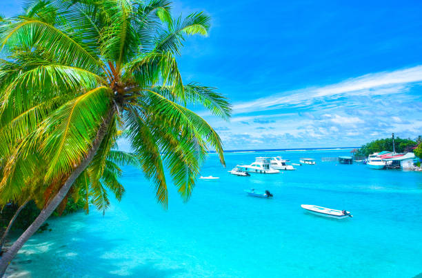palmen auf den sandstrand und das türkisblaue meer von oben - tree wind palm tree hawaii islands stock-fotos und bilder