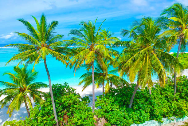 istock Palm trees on the sandy beach and turquoise ocean from above 1021694334