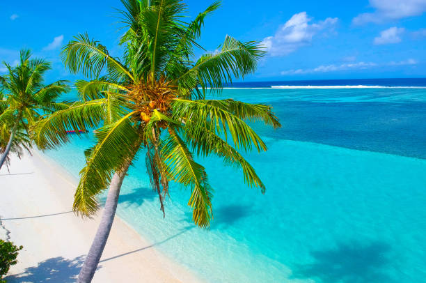 palmen auf den sandstrand und das türkisblaue meer von oben - tree wind palm tree hawaii islands stock-fotos und bilder