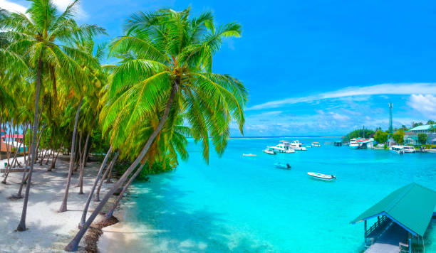 palmeras en la playa de arena y mar turquesa desde arriba - tree wind palm tree hawaii islands fotografías e imágenes de stock