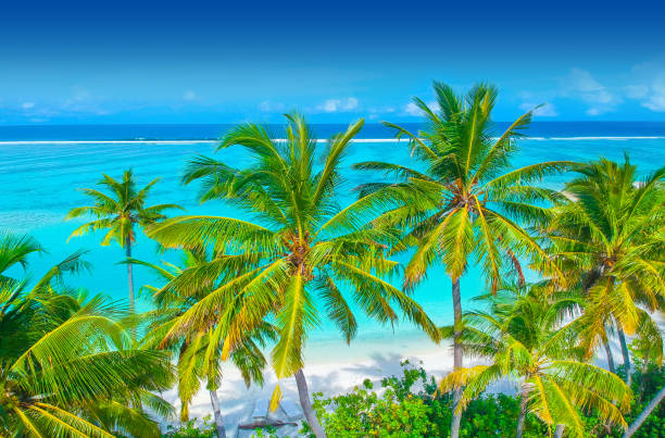 palmen auf den sandstrand und das türkisblaue meer von oben - tree wind palm tree hawaii islands stock-fotos und bilder