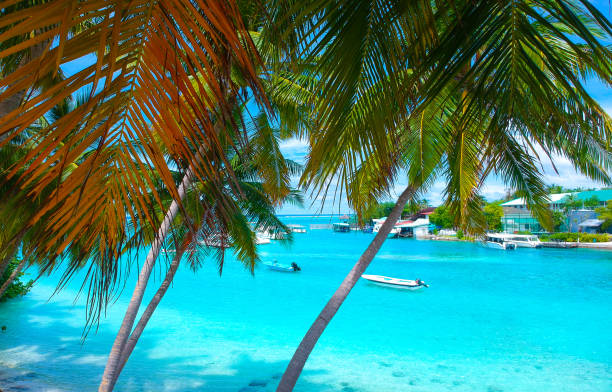 istock Palm trees on the sandy beach and turquoise ocean from above 1021694628