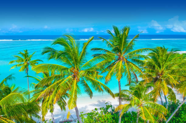 istock Palm trees on the sandy beach and turquoise ocean from above 1021694808