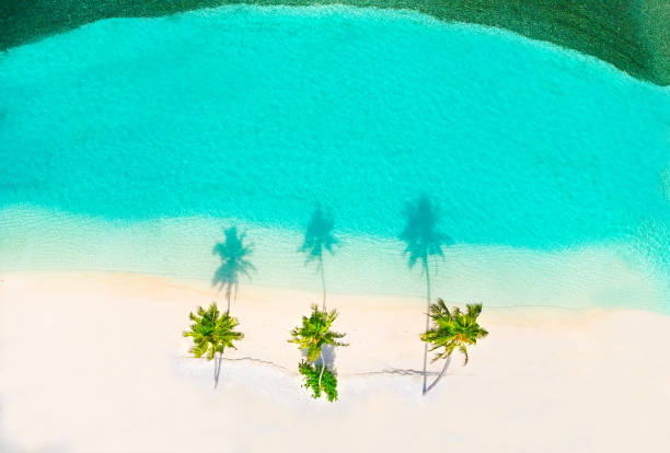 istock Palm trees on the sandy beach and turquoise ocean from above 1021695044