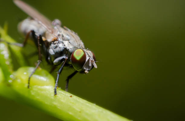 istock Close up of Housefly on a leaf 1021695074