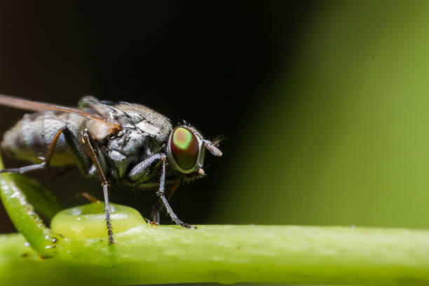 istock Close up of Housefly on a leaf 1021695132