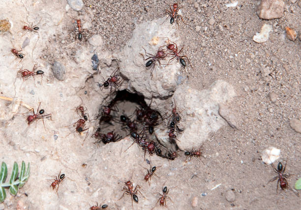 istock Entrance of the anthill 1021695148