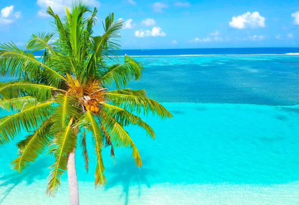 istock Palm trees on the sandy beach and turquoise ocean from above 1021697250