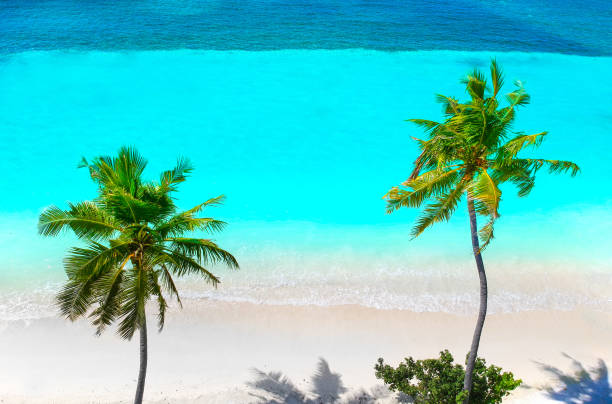 istock Palm trees on the sandy beach and turquoise ocean from above 1021697316