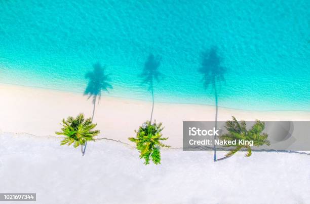 Photo libre de droit de Palmiers Sur La Plage De Sable Et Locéan Turquoise Den Haut banque d'images et plus d'images libres de droit de Plage