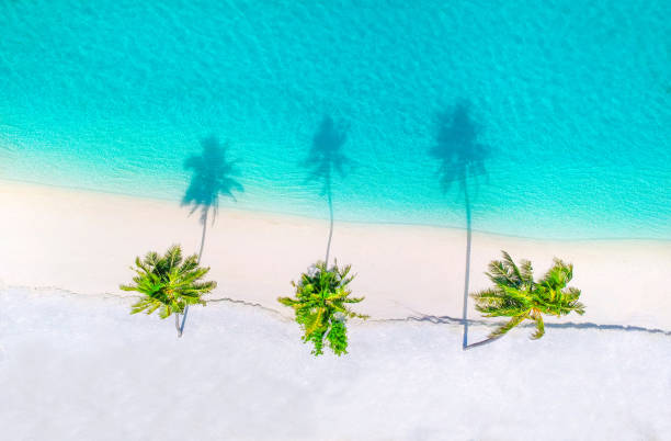 istock Palm trees on the sandy beach and turquoise ocean from above 1021697344