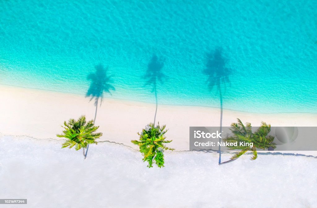 Palm trees on the sandy beach and turquoise ocean from above Beach Stock Photo