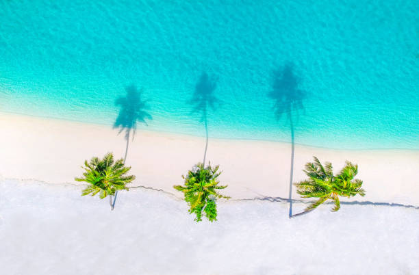 Palm trees on the sandy beach and turquoise ocean from above stock photo