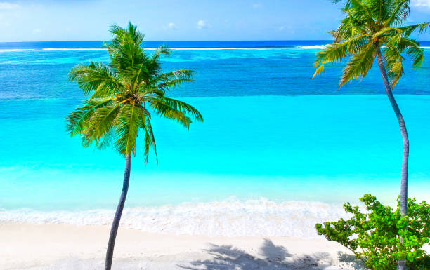 istock Palm trees on the sandy beach and turquoise ocean from above 1021697462
