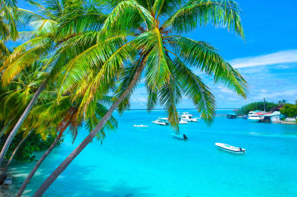 palmen auf den sandstrand und das türkisblaue meer von oben - tree wind palm tree hawaii islands stock-fotos und bilder