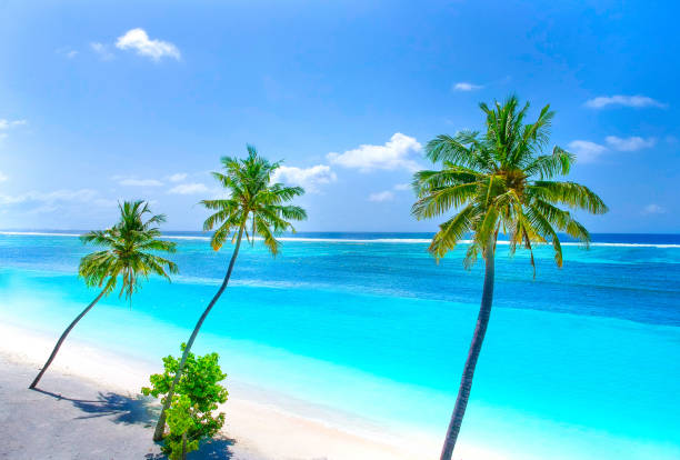 palmeras en la playa de arena y mar turquesa desde arriba - tree wind palm tree hawaii islands fotografías e imágenes de stock