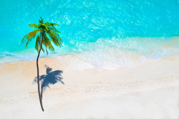 istock Palm trees on the sandy beach and turquoise ocean from above 1021698002