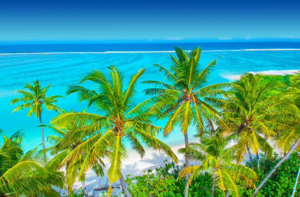 istock Palm trees on the sandy beach and turquoise ocean from above 1021698038