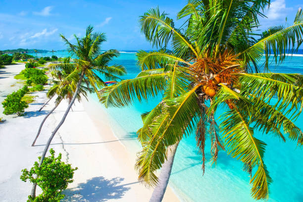 istock Palm trees on the sandy beach and turquoise ocean from above 1021698096