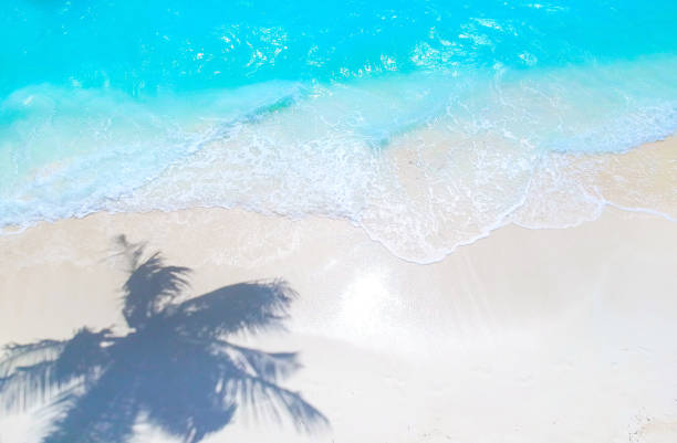 istock Palm trees on the sandy beach and turquoise ocean from above 1021698156