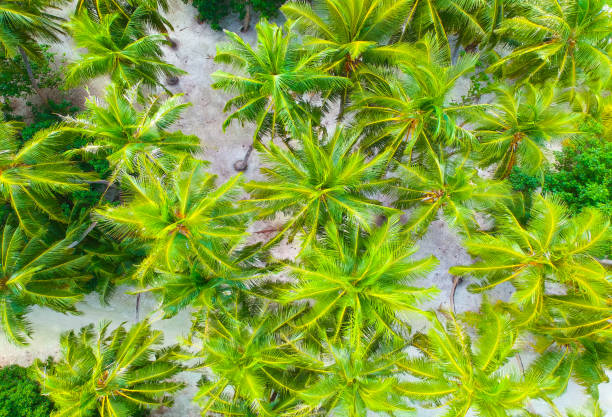 palmen auf den sandstrand und das türkisblaue meer von oben - tree wind palm tree hawaii islands stock-fotos und bilder