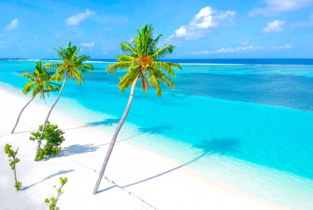 istock Palm trees on the sandy beach and turquoise ocean from above 1021698282