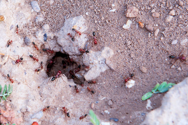 istock Entrance of the anthill 1021702646
