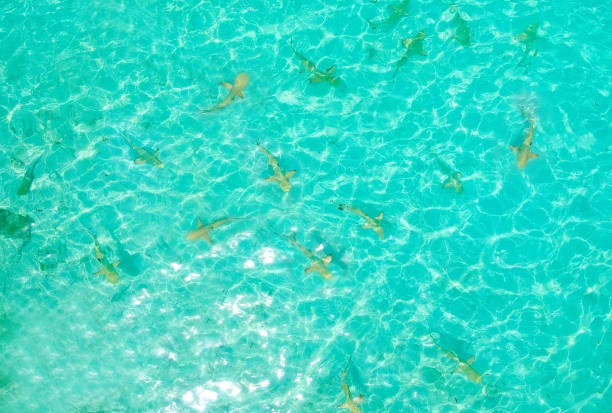istock Carcharhinus Melanopterus Reef sharks from above 1021702724