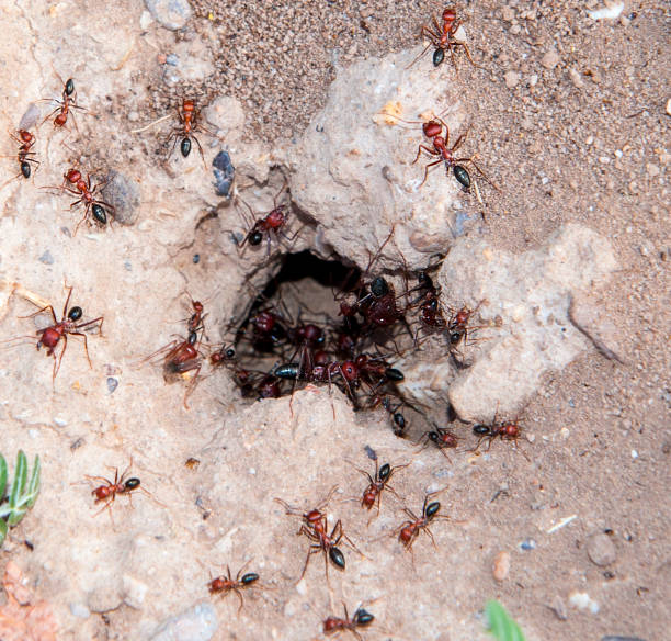 Entrance of the red anthill Entrance of the Anthill ant colony swarm of insects pest stock pictures, royalty-free photos & images