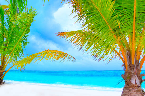 istock Dream beach with palm tree on white sand and turquoise ocean 1021703162