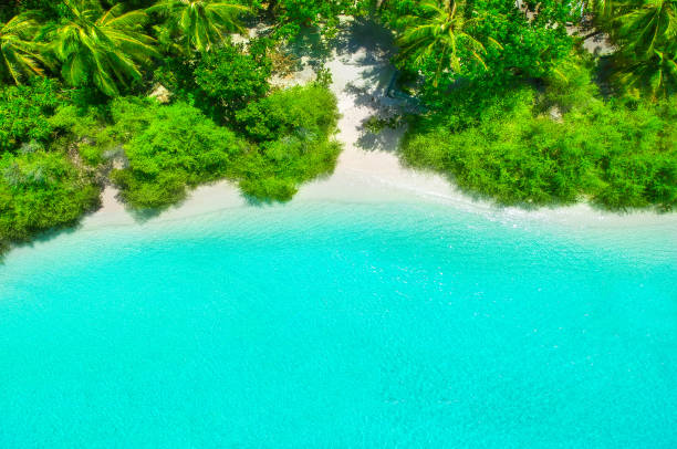 weißen sand-strand mit türkisfarbenem wasser und grünen pflanzen von oben - tree wind palm tree hawaii islands stock-fotos und bilder