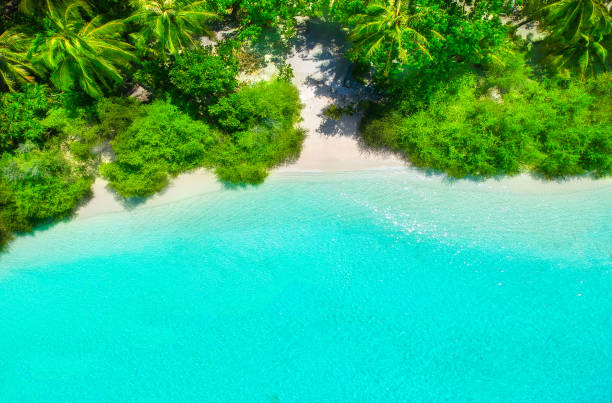 White sand beach with turquoise water and green plants from above stock photo