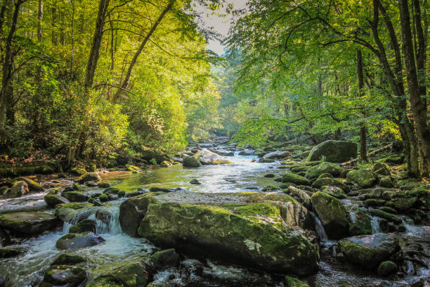 Stream Flowing through Forest in Tennessee Hiking Path next to Stream in Smokey Mountain National Park tennessee stock pictures, royalty-free photos & images