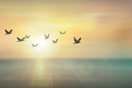 Aves gratis silueta volando juntos en el cielo al atardecer. photo